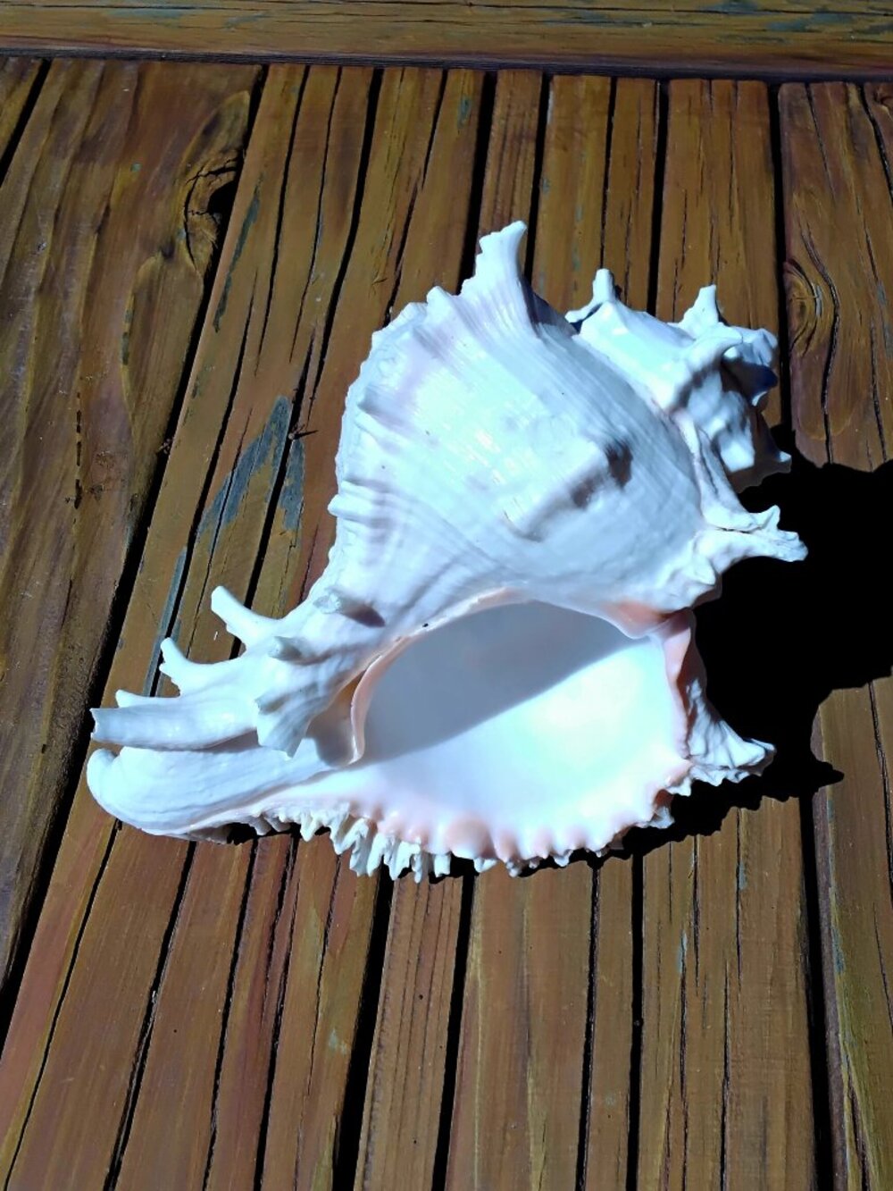 8.5" Ramose Murex Sea Shell Coastal Decor.  Chicoreus Ramosus